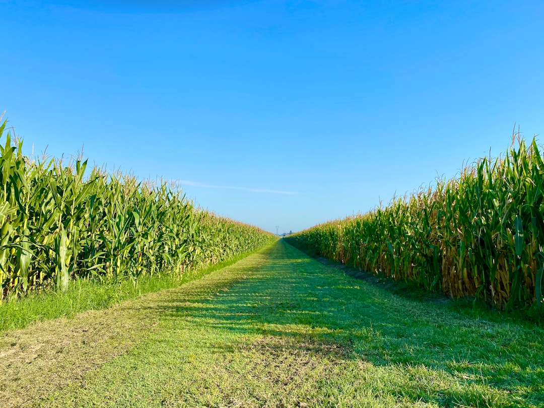 Corn
